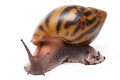 Achatina achatin achatina Ghana typ 1a x 2 semiadult